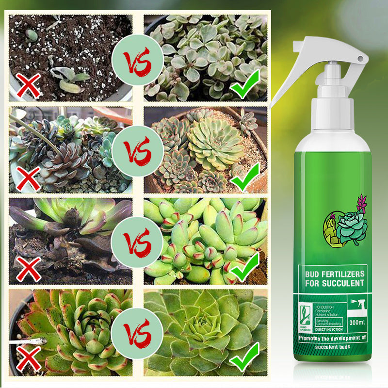 Bud Fertilizers for Succulent Plant-2