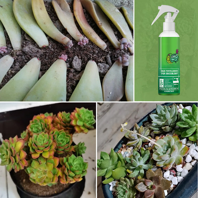 Bud Fertilizers for Succulent Plant-6